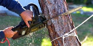 Best Hazardous Tree Removal  in Dadeville, AL