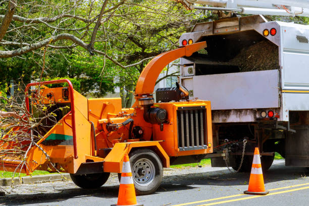 Best Root Management and Removal  in Dadeville, AL