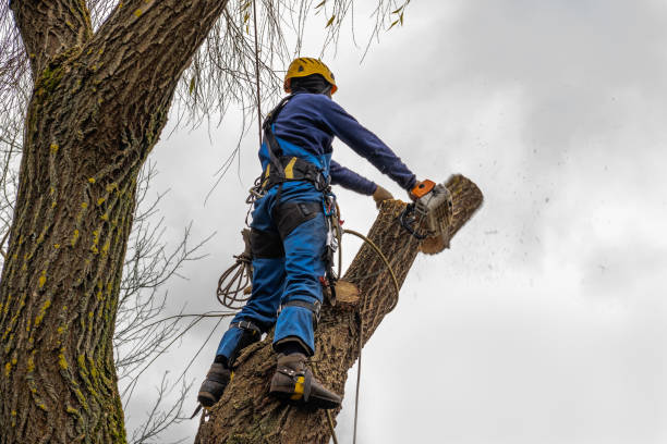 Best Tree Trimming and Pruning  in Dadeville, AL